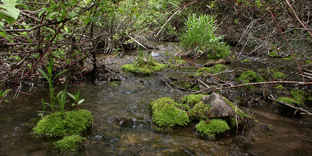 closeup of stream and foliage